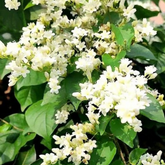 Manimulla (Porana Paniculata) Flowering/Ornamental Live Plant (Home & Garden)
