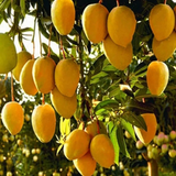 Malgova Mango Plant (Mangifera indica) Fruit Live Plant (Home & Garden)