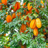 Star Fruit (Averrhoa carambola) Fruit Live Plant (Home & Garden)