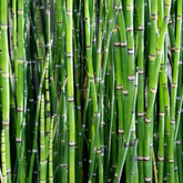 Water Bamboo Plant Ornamental Live Plant (Home & Garden)