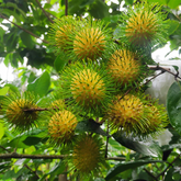 N 18 Yellow Rambutan (Nephelium lappaceum) Fruit Live Plant (Home & Garden)