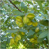 Neermaruthu / Terminalia arjuna Medicinal Live Plant (Home & Garden)