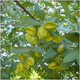 Neermaruthu / Terminalia arjuna Medicinal Live Plant (Home & Garden)