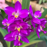 Ground Orchid (Spathoglottis Plicata) Flowering / Ornamental Live Plant (Home & Garden)