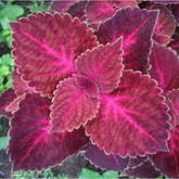 Coleus Plant (Coleus scutellarioides) (Any Colour) Ornamental Live Plant (Home & Garden)