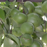 Garcinia assamica Seedling Fruit Plant (Home & Garden Plants)