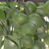 Garcinia assamica Seedling Fruit Plant (Home & Garden Plants)