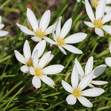 Rain Lily (Zephyranthes) Flowering/Ornamental Live Plant (Home & Garden)