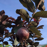 Red Apple Guava Live Live Fruit Plant (Home & Garden)