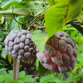 Red Custard Apple / Seethapazham (Grafted) (Annona reticulata) Fruit Live Plant (Home & Garden)