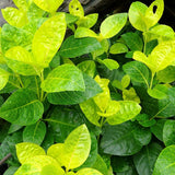 Eranthemum/Kodia Yellow(Pseudoeranthemum reticulatum) Flowering/Ornamental Live Plant (Home & Garden)