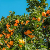 Nagpur Orange Grafted Live Fruit Plant (Home & Garden)