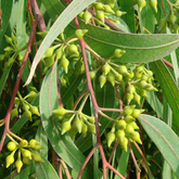 Eucalyptus Tree Plant, Nilgiri Tree- Garden Live Plant (Home & Garden)