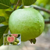 Red Diamond Guava (Layered) (Psidium guajava ) Fruit Live Plant (Home & Garden)