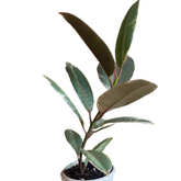 Rubber Plant (Ficus elastica Ruby ) - Live Plant (Home & Garden)