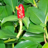 Costus Plant Flowering/Ornamental Live Plant (Home & Garden)