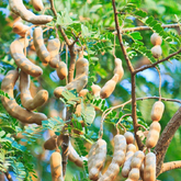 Sweet Tamarind / Madhura Puli / Valanpuli (tamarindus indica) (Grafted) Live Fruit Plant (Home & Garden)