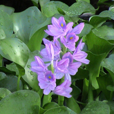 Water Hyacinth / Kulavazha (Eichhornia Crassipes) Live Plant (Home & Garden)