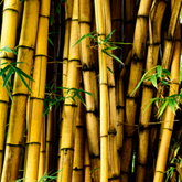 Yellow Bamboo Plant Ornamental Live Plant (Home & Garden)