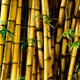 Yellow Bamboo Plant Ornamental Live Plant (Home & Garden)