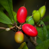 Miracle Fruit (Synsepalum dulcificum) Fruit Live Plant (Home & Garden)