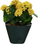 Hug A Plant Huka 22 cm Hook Pot For Home & Garden