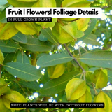 Neermaruthu / Terminalia arjuna Medicinal Live Plant (Home & Garden)