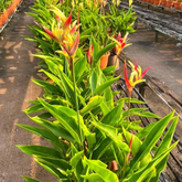 Heliconia Lady Diana (genus Heliconia) Flowering/Ornamental Live Plant (Home & Garden)