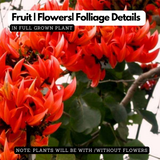 Palash / Flame Of The Forest (Butea Monosperma) Ornamental/Medicinal Live Plant (Home & Garden)