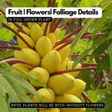 Golden Papaya/ Yellow Papaya Papita Fruit Live Plant (Home & Garden)