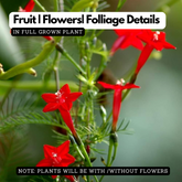 Akasha Mulla (Ipomoea pinnata) Ornamental Flowering Live Plant (Home & Garden)