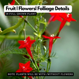 Akasha Mulla (Ipomoea pinnata) Ornamental Flowering Live Plant (Home & Garden)