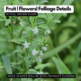 Kallurukki (Scoparia Dulcis) Stone Breaker Ornamental/Medicinal/ Live Plant (Home & Garden)