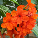 Cordia Sebestena Geiger Tree(Avenue Tree) Live Plant (Home & Garden)