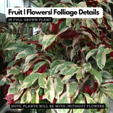 Chinese Croton (Excoecaria cochinchinensis) Ornamental Live Plant (Home & Garden)