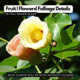 Poovarasu (Thespesia Populnea) Portia Tree / Pacific Rosewood, Flowering / Ornamental Live Plant (Home & Garden)