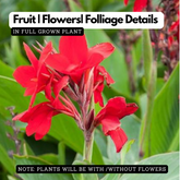 Canna Red Flowering/Ornamental Live Plant (Home & Garden)