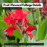 Canna Red Flowering/Ornamental Live Plant (Home & Garden)
