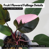 Philodendron Pink Princess - Live Plant with Hanging (Home & Graden)