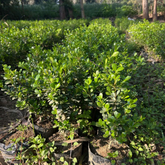 Boxwood Plant (Buxus) Live Plant | Evergreen Hedge & Topiary Plant | Outdoor Ornamental Live Plant (Home & Garden)