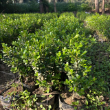 Boxwood Plant (Buxus) Live Plant | Evergreen Hedge & Topiary Plant | Outdoor Ornamental Live Plant (Home & Garden)
