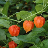 Golden Berry plant(Physalis peruviana)Fruit Live Plant (Home & Garden)