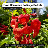 Red Tecoma / The Cape Honeysuckle (Tecoma capensis) Flowering/Ornamental Live Plant (Home & Garden)