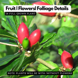 Miracle Fruit (Synsepalum dulcificum) Fruit Live Plant (Home & Garden)