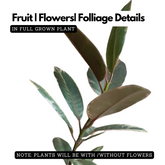 Rubber Plant (Ficus elastica Ruby ) - Live Plant (Home & Garden)