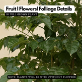 China Baby Doll (Small) (Radermachera sinica) Ornamental Live Plant in Ploybag (Home & Garden)