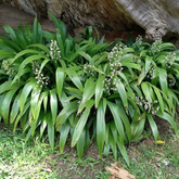 Dove Tail Orchid (Xiphidium caeruleum) Flowering/Ornamental Live Plant (Home & Garden)
