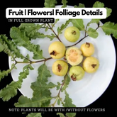 Spring Guava Fruit (Casimiroa Edulis) Grafted Fruit Plant (Home & Garden Plants)