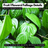 Vettila/Betel (Piper Betle) Leaf (Magai Paan)/Betel (Piper Betle) Leaf (Magai Paan) Ornamental / Medicinal Live Plant (Home & Garden)