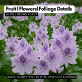 Water Hyacinth / Kulavazha (Eichhornia Crassipes) Live Plant (Home & Garden)